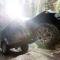 BFGoodrich BFG All-Terrain T/A KO2 Tire 34X10.50R17/D 700857